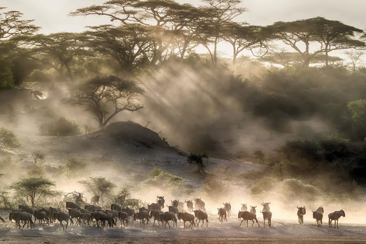 Copy-of-TZ_NorthSerengeti_BeyondKleinsWildlifeMigration